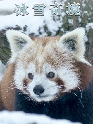 冰雪奇境英语版中字版